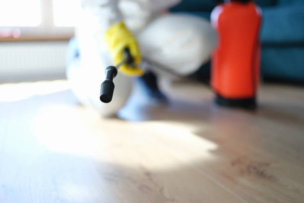 Best Black Mold Removal  in Monte Alto, TX